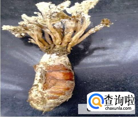 怎样形成金蝉花