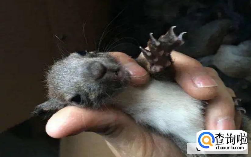 怎么给小松鼠洗澡？