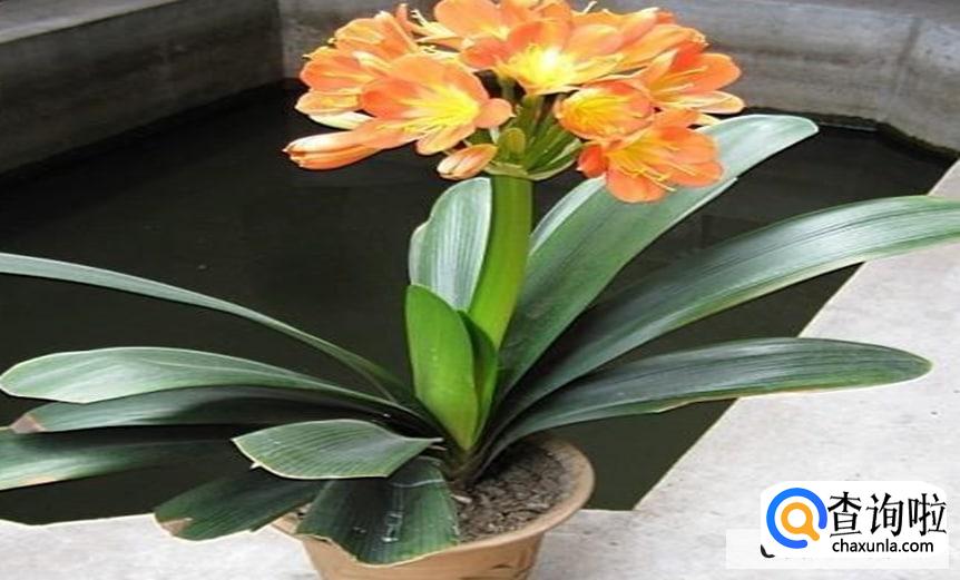 君子兰常用的繁殖方法