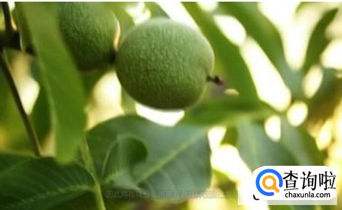 核桃树怎么育苗合适