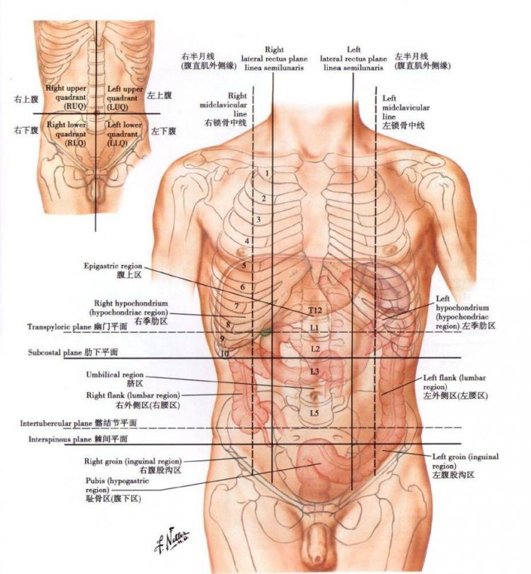 腹部九区的划分