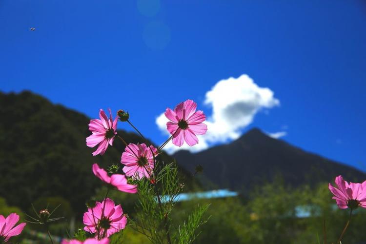 格桑花花语是什么