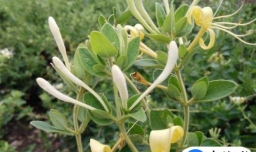 金银花茶怎么加工