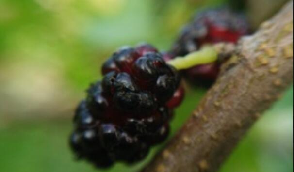 桑葚子的功效与作用