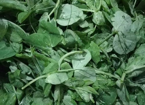 龙须豆苗怎么做好吃