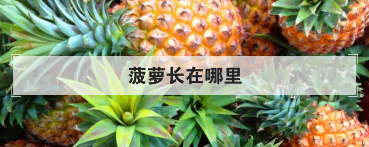 菠萝长在哪里