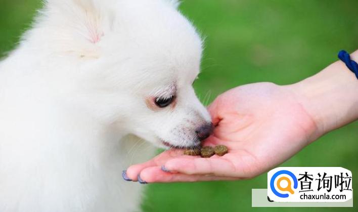 为什么狗在晚上会朝某一处嚎叫，细看却什么也没有？