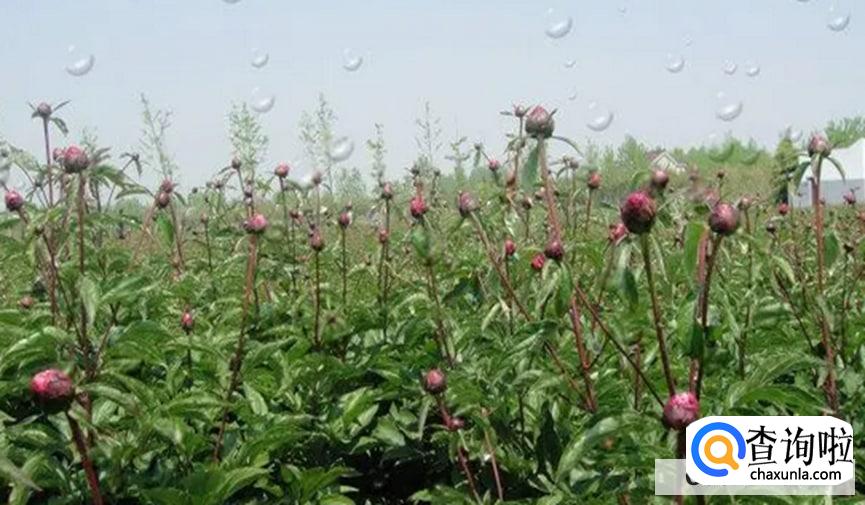 芍药花骨朵上有蚂蚁怎么办