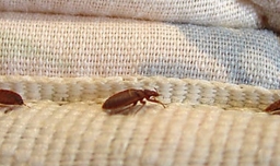 臭虫是怎么来的？怎样才能根除它？