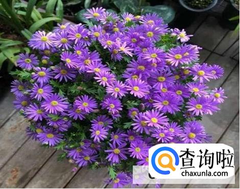 姬小菊夏天怎么养护最好