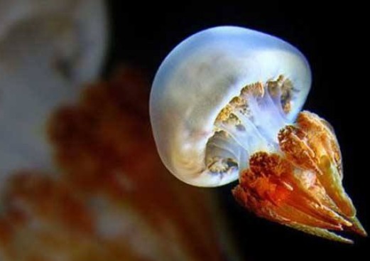 海蜇是水母吗