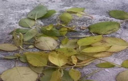 玫瑰叶子发黄怎么办