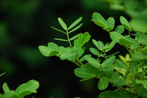 为什么叶子的形状千差万别