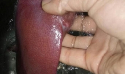 爆炒猪肝怎么做？