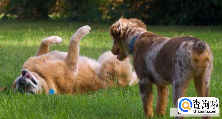 狗狗被偷了怎么办