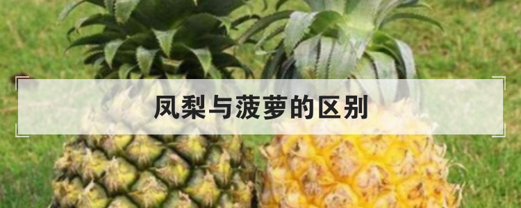 凤梨与菠萝的区别