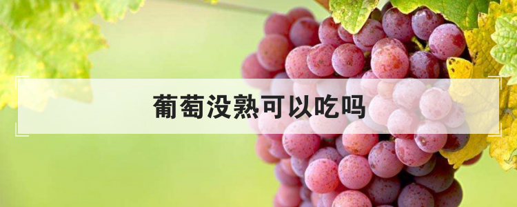 葡萄没熟可以吃吗