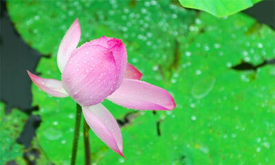 梅雨季节是什么时候