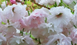 黄四娘家花满蹊的下一句是什么？