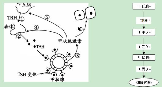 提高基础代谢率的6个方法