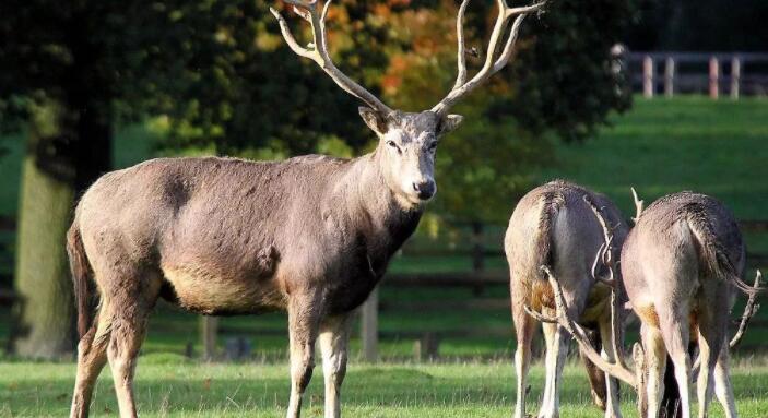 什么动物最没有方向感