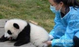 怎样才能当熊猫饲养员