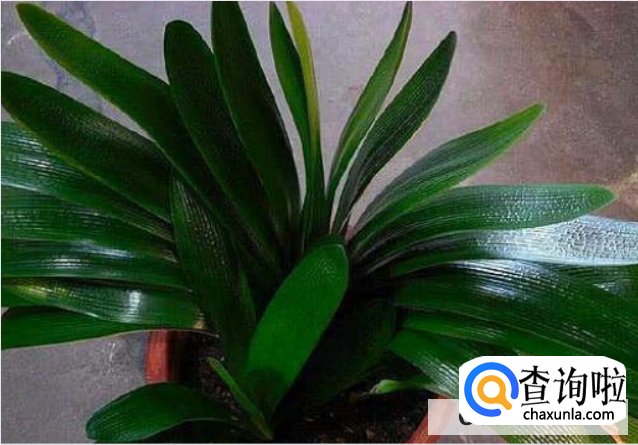 君子兰常用繁殖方法有哪些