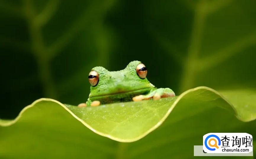 下雨的时候青蛙为什么会叫