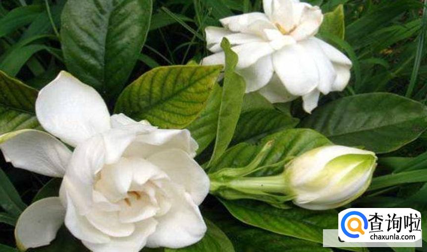 如何养护栀子花