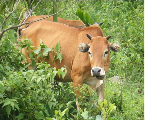 顺心顺意的动物是什么生肖