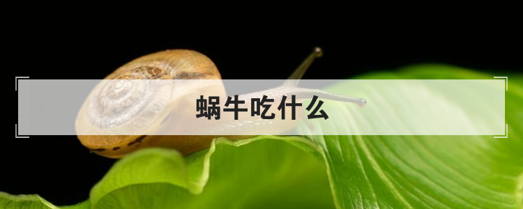 蜗牛吃什么