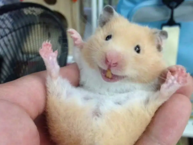 仓鼠的品种有哪些区别?