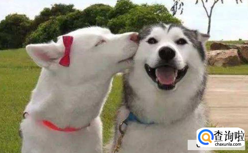 狗狗被偷了怎么办