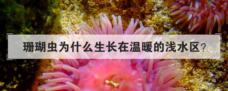 珊瑚虫为什么生长在温暖的浅水区