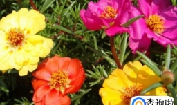 送男性朋友什么花好？