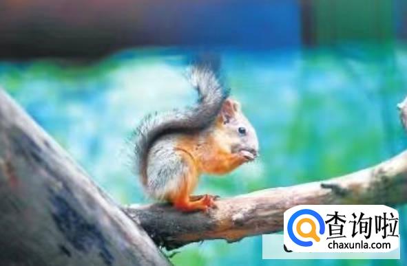 雪地松鼠怎么饲养