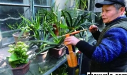 养花要注意什么