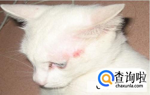 幼猫猫藓怎么办