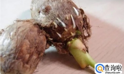 芋头发芽有毒吗