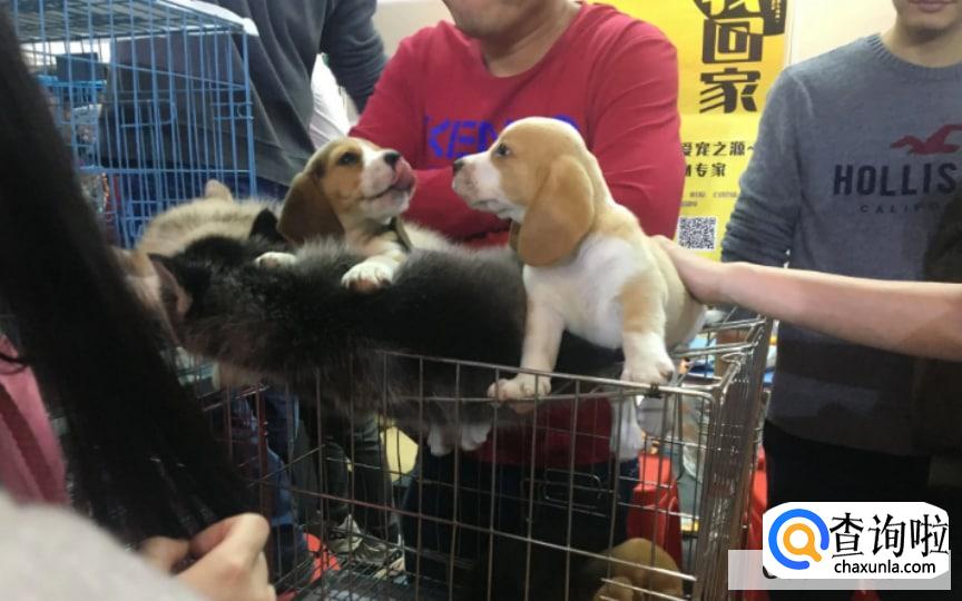 三大宠物市场在哪里