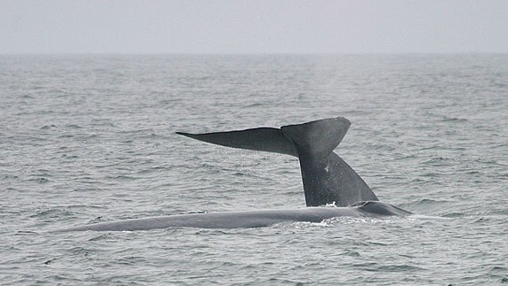 世界上最恐怖的鲸鱼