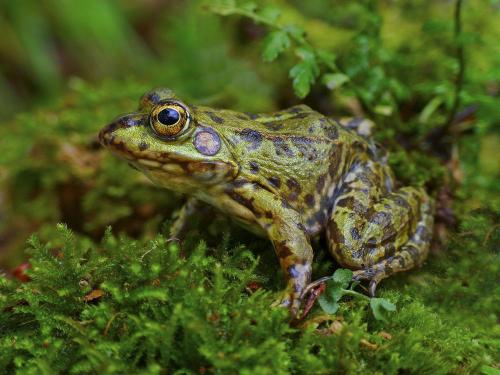 为什么青蛙比树跳的高