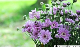 养花招蚊虫怎么处理