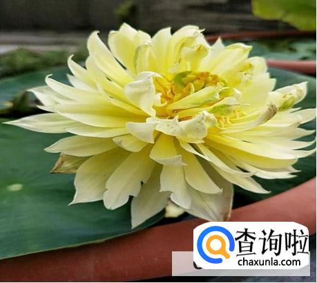 怎么养佛花千瓣金莲