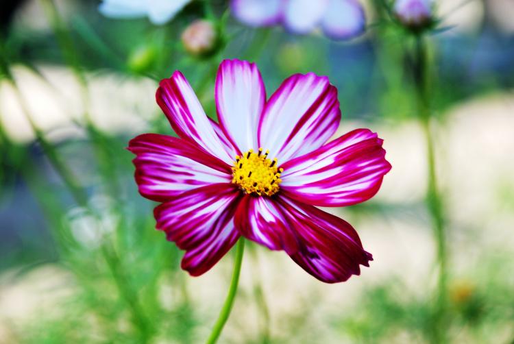 格桑花花语是什么