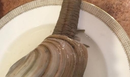 怎么做象拔蚌好吃