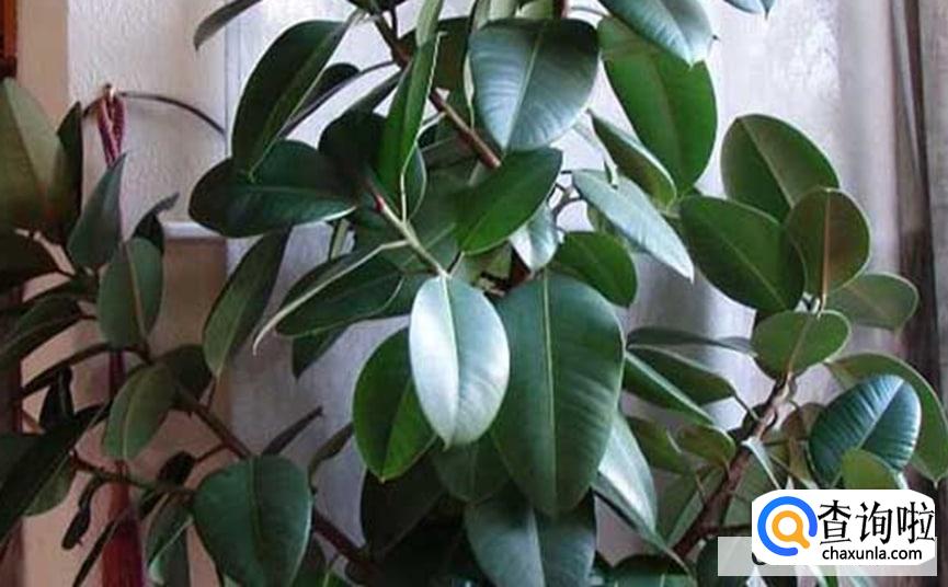 橡皮树怎么修剪更好看