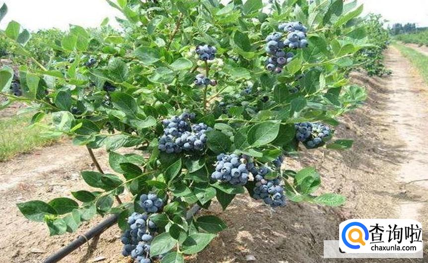 蓝莓树怎么养最合适