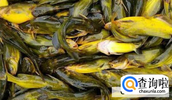 黄颡鱼的食用方法有哪些