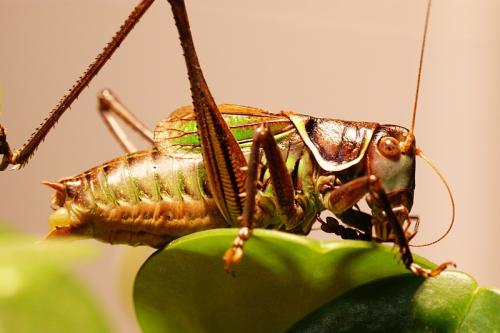 蝈蝈以什么为食